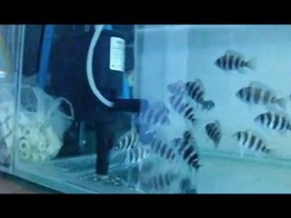 Frontosa Burundi Yavruları