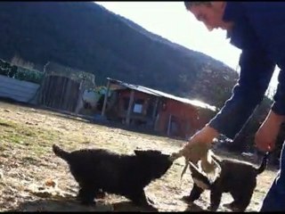 cachorras lobo x loba 45 dias