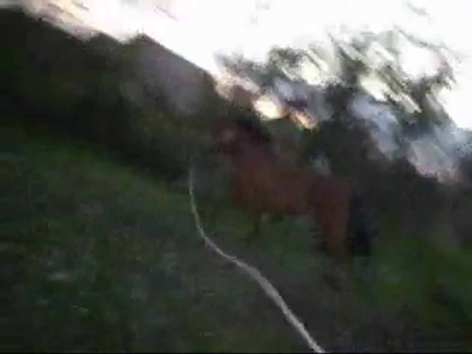 Saut 80cm (janvier 2012)