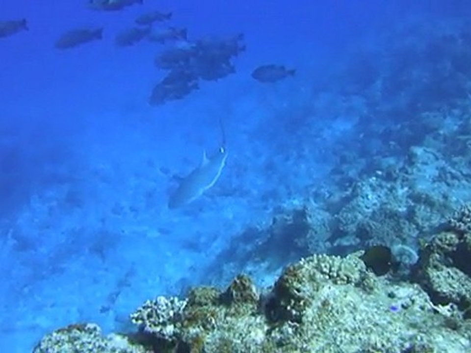 REQUINS 1