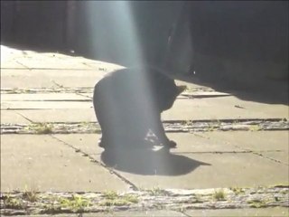 Midnight Movie 1  27 ‎January ‎2012 ‏‎12 29hrs