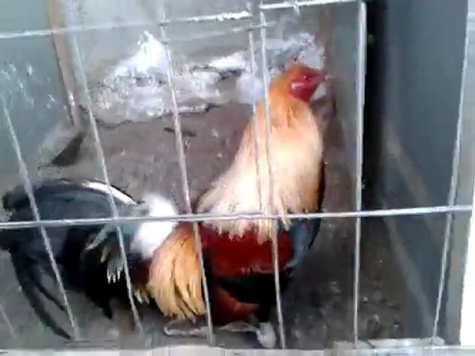 EL SICOMORO
