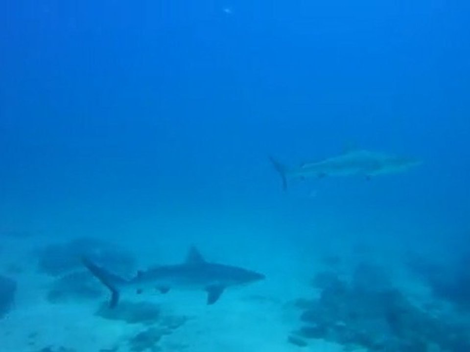 requins