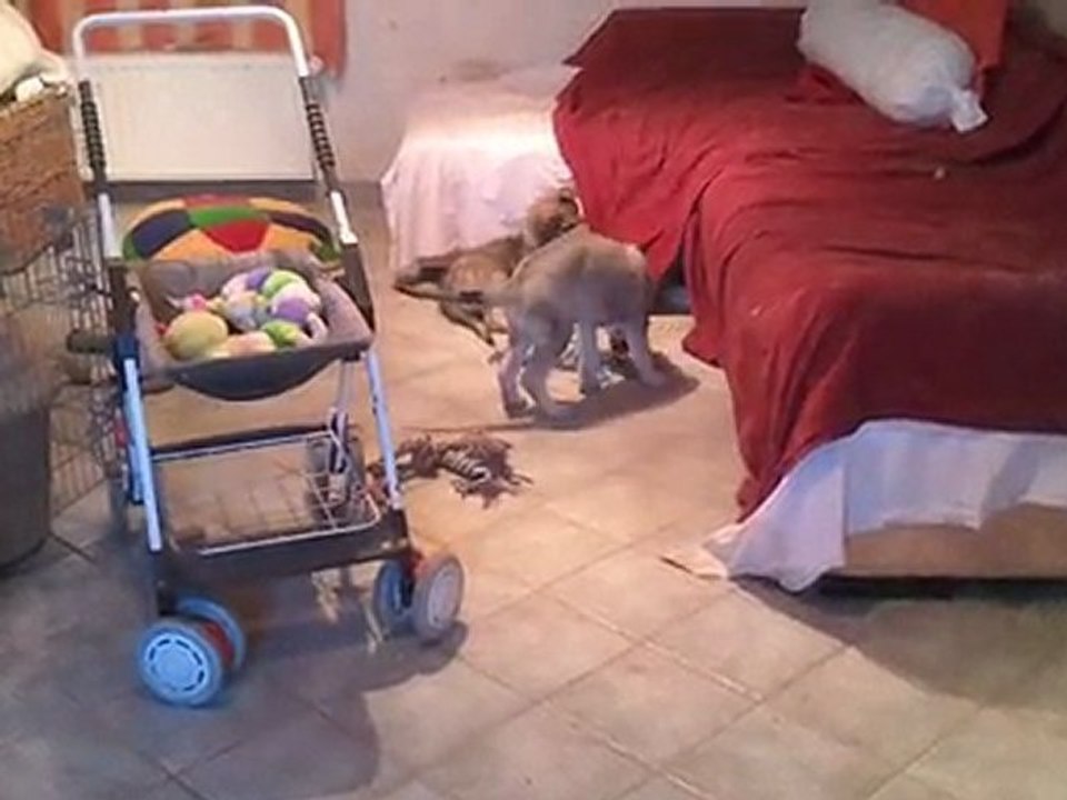 BB Indiana novembre 2011- 2 mois