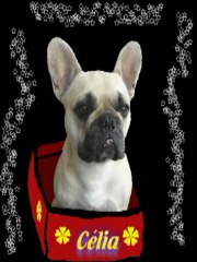 Cabot, cabot, Cabotine