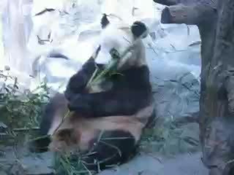 panda 2