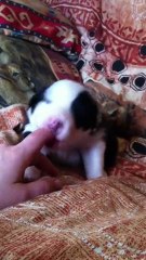 Hyutu des dragons de forêt d'othe