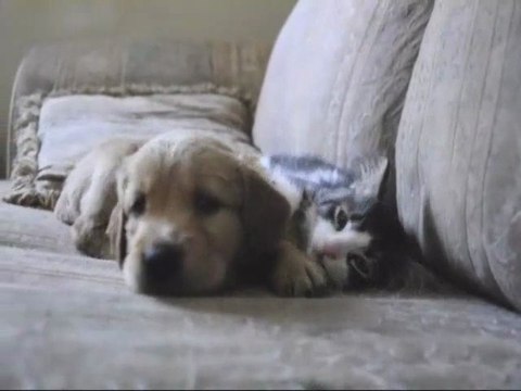 Chiot et Chat : cute moment