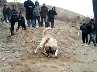 bulut