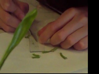 Manipulations: Observation des poils d'une ascidie de Sarracenia