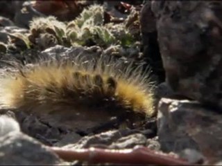 Terres de glace - Le reveil du printemps