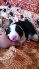 Hippie des dragons de forêt d'othe