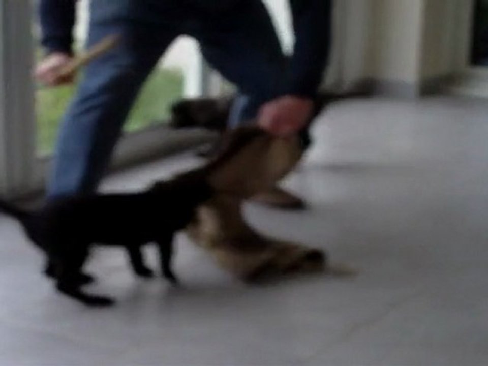chiots eulone