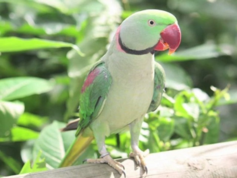 TISARTIS : présentation (Commerce équitable - Artisanat solidaire)