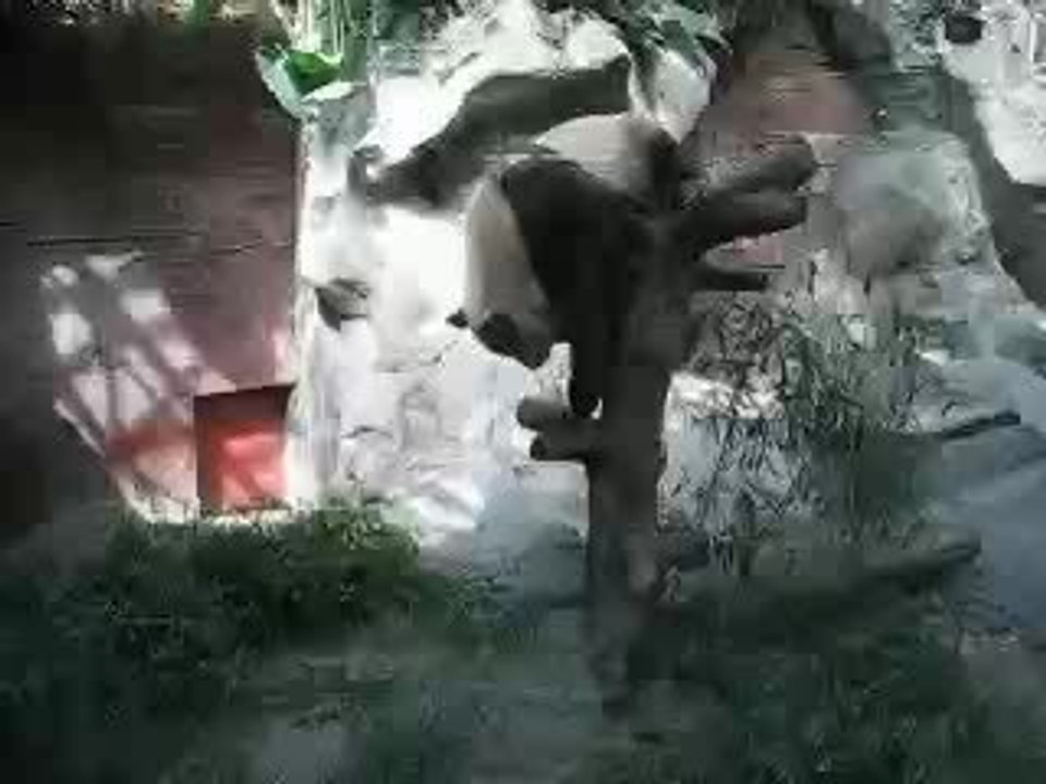 panda 5