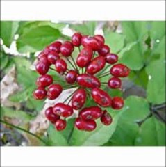 Jugo de Acai Berry para bajar de peso