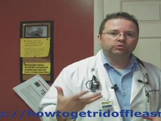How to get rid of fleas