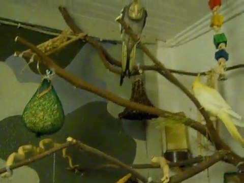 calopsittes roberto et castafiore_1