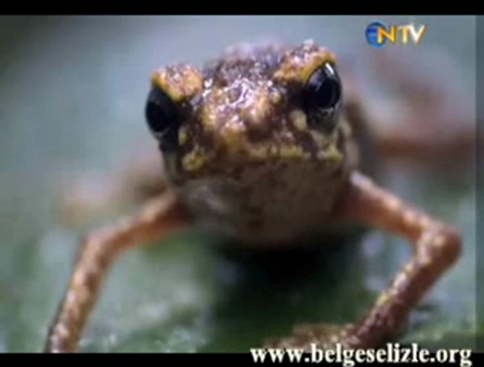 Şelale Kurbağası www.belgeselizle.org