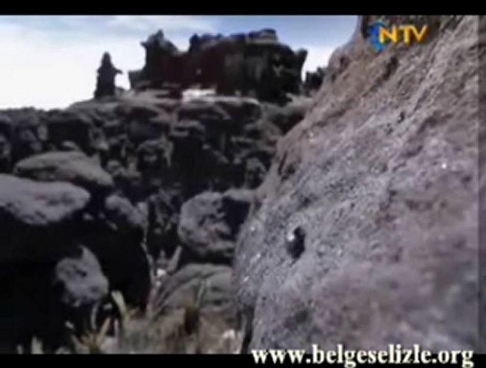 Çakıl Taşı Kurbağası