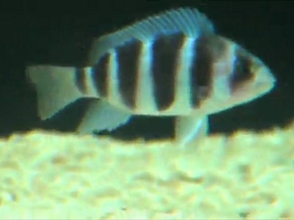 2012-01-29 - Cichlidés du Tanganyika - Bac de grossissement