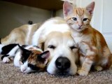 Un chien dort avec des chatons : cute moment