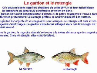 QUELQUES POISSONS D'EAU DOUCE