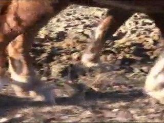 LABOUR - MARCHÉ DE SOMMIÈRES