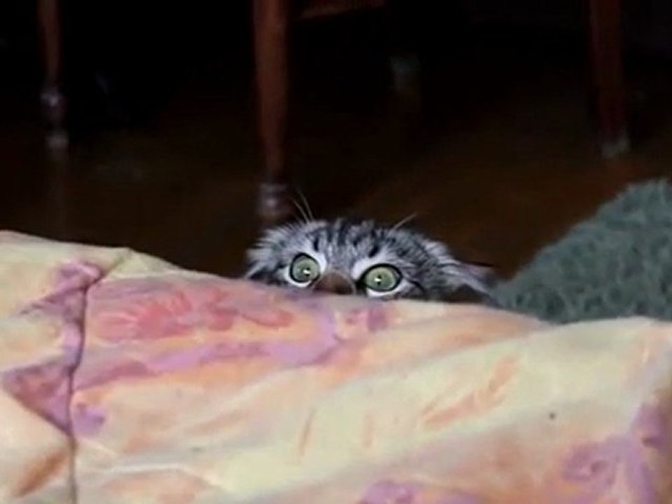 Bu Kedi Sorunlu