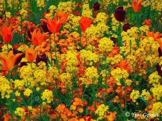 #032 Best Of Photos Adely & Yves