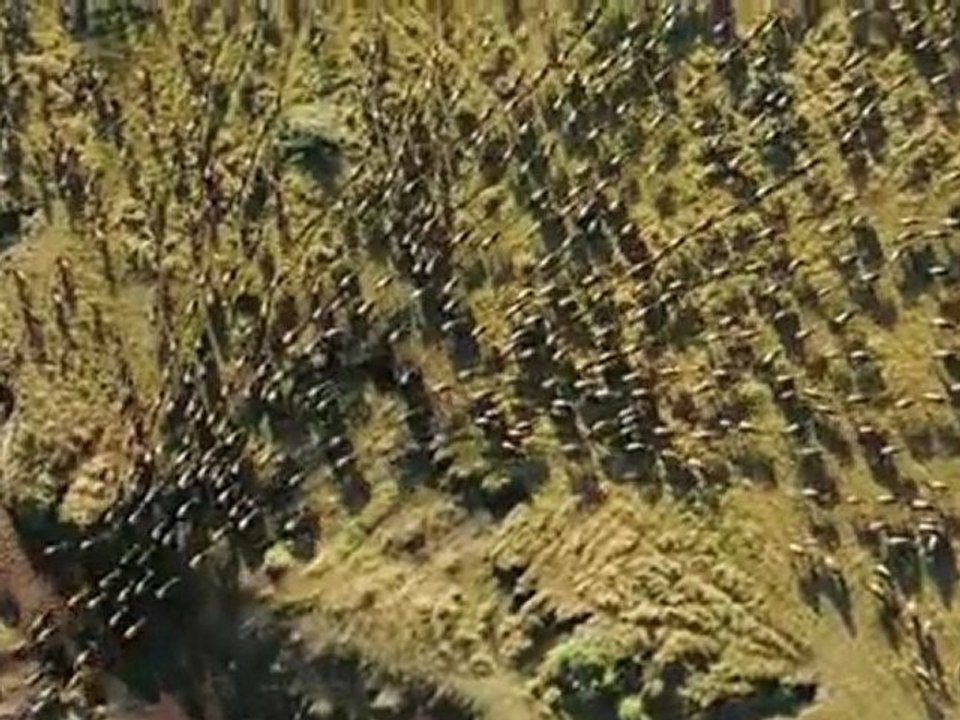 Félins Bande annonce du film