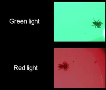 Araignées sauteuses: le secret de leur vision
