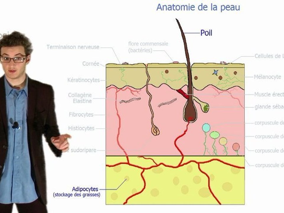 La peau