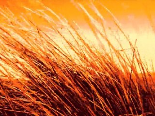 PERROS CONTRA CABALLOS