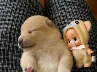 Rüya Gören Tatlı Köpek