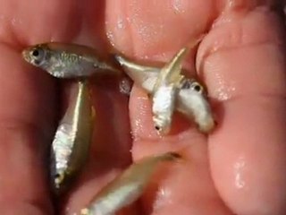 Jericoacoara : les lagons du désert