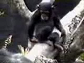 Обезьянка 2