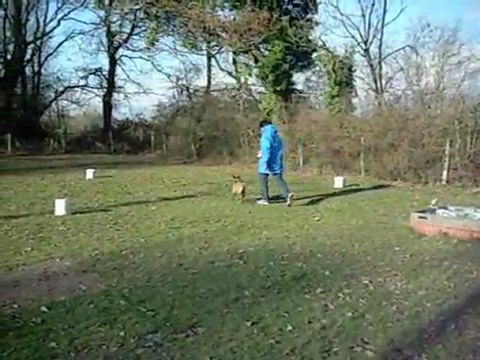 entrainement des chiots le samedi AM au bois du Breuil