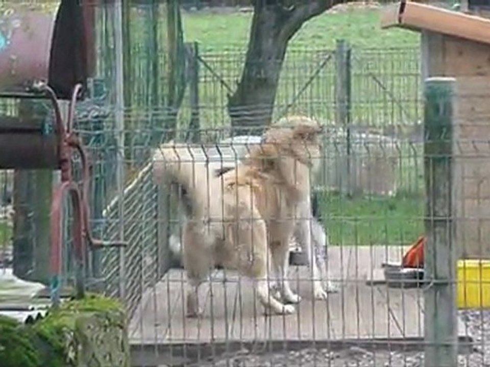 Ushi et Araxe... une grande histoire d'amour !