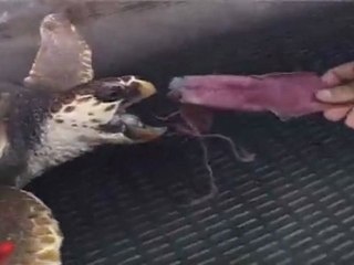 Protection des tortues de Méditerranée