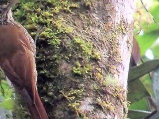 AVISTAMIENTO DE AVES APIA