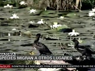 Especies endémicas amazónicas migran por cambios ambientales