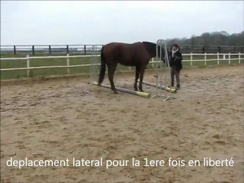 rodeo ethologie liberté 30 01 2012