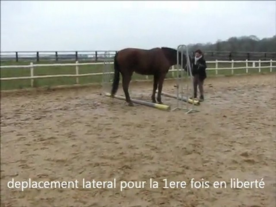 rodeo ethologie liberté 30 01 2012