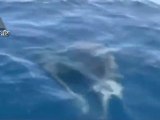 Nacimiento de dos Delfines en la Costas de Israel