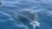 Nacimiento de dos Delfines en la Costas de Israel