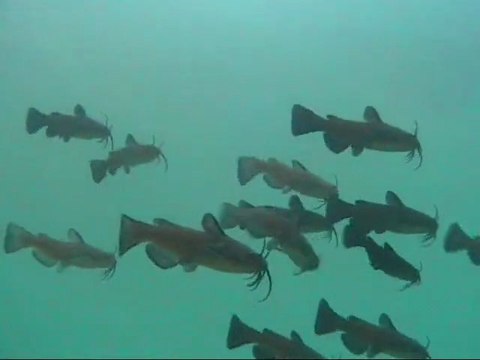 Petits poissons chats