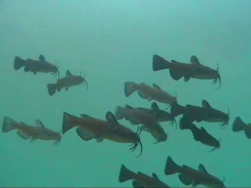 Petits poissons chats
