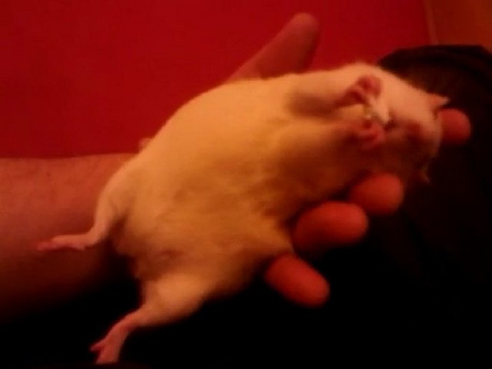 Rats gloutons
