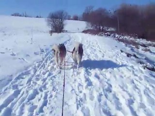 malamute au traineaux 2/1